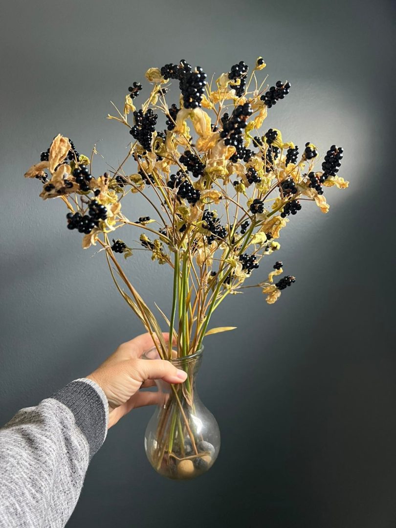 Плоды и семена леопардовой лилии или беламканды китайской,, ириса доместика
