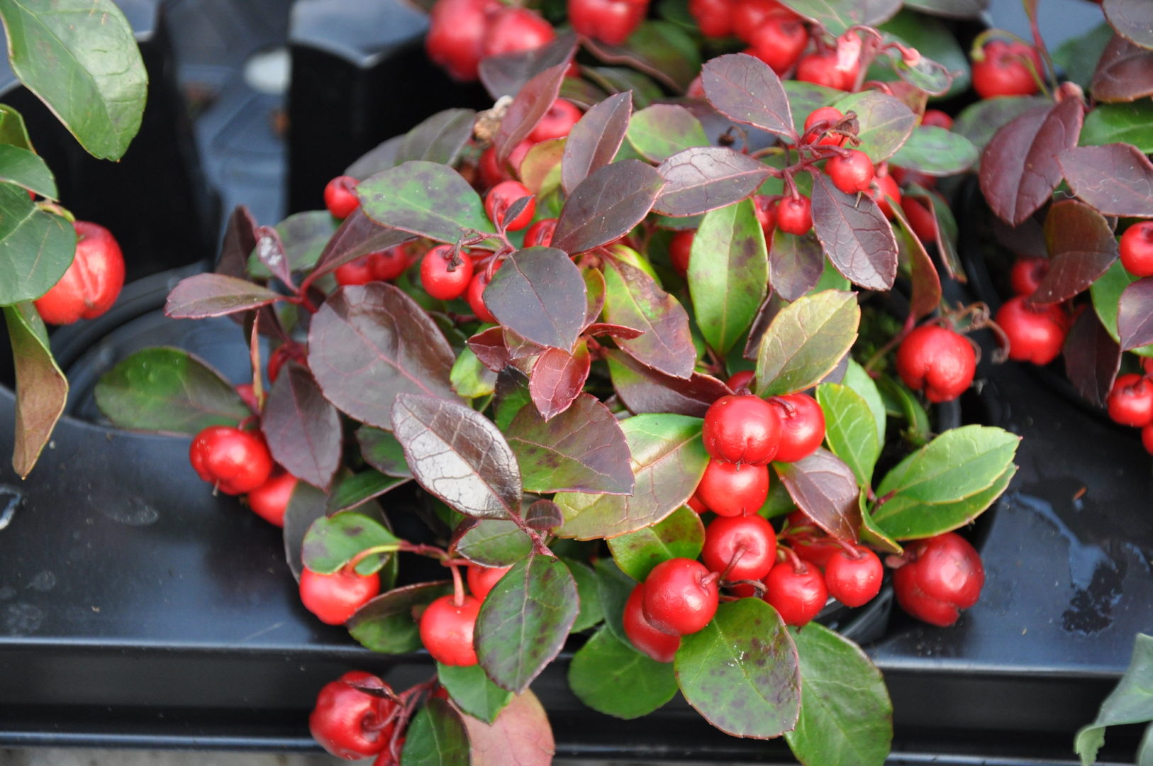 Растение с красными ягодками - гаультерия лежачая