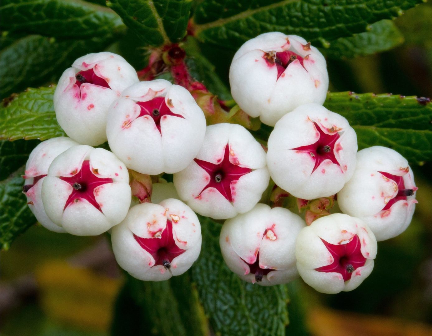 растение с белыми ягодками - гаультерия, или снежноягодник меднолистный
