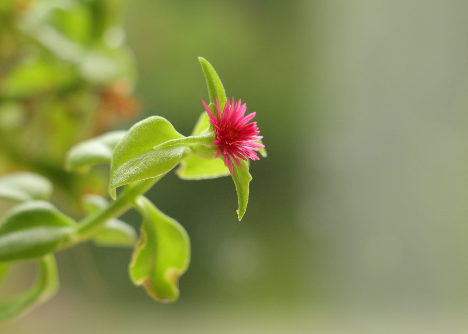 Комнатное растение с розовыми цветками - аптения
