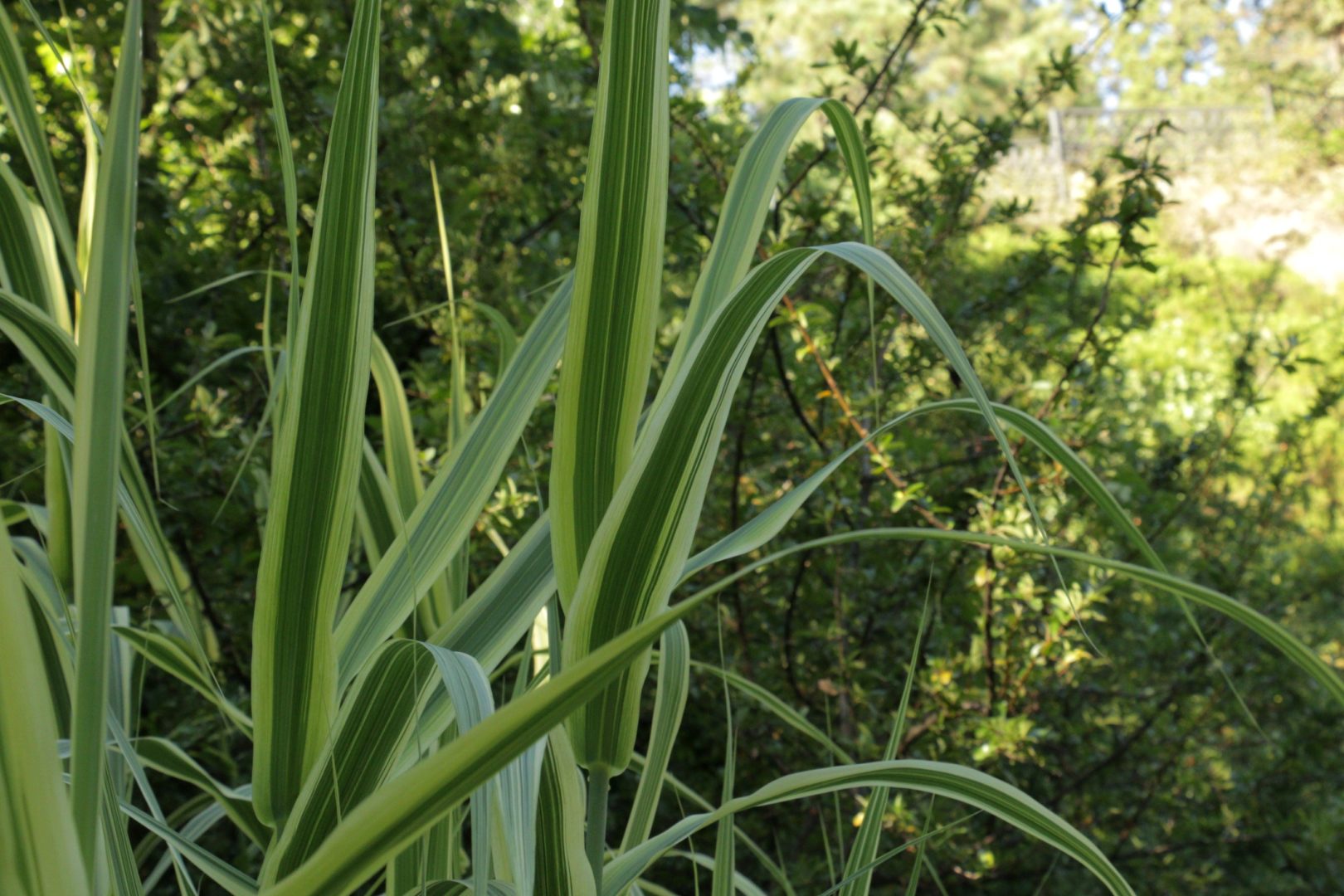 Высокая трава с полосатыми листьями - арундо