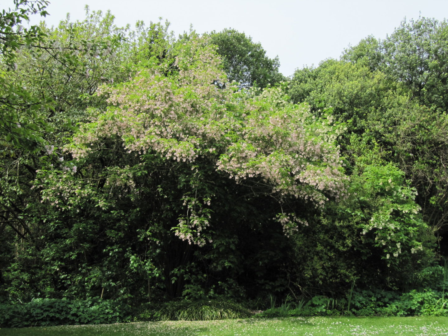 Взрослое дерево клекачки, или стафилеи (Staphylea)