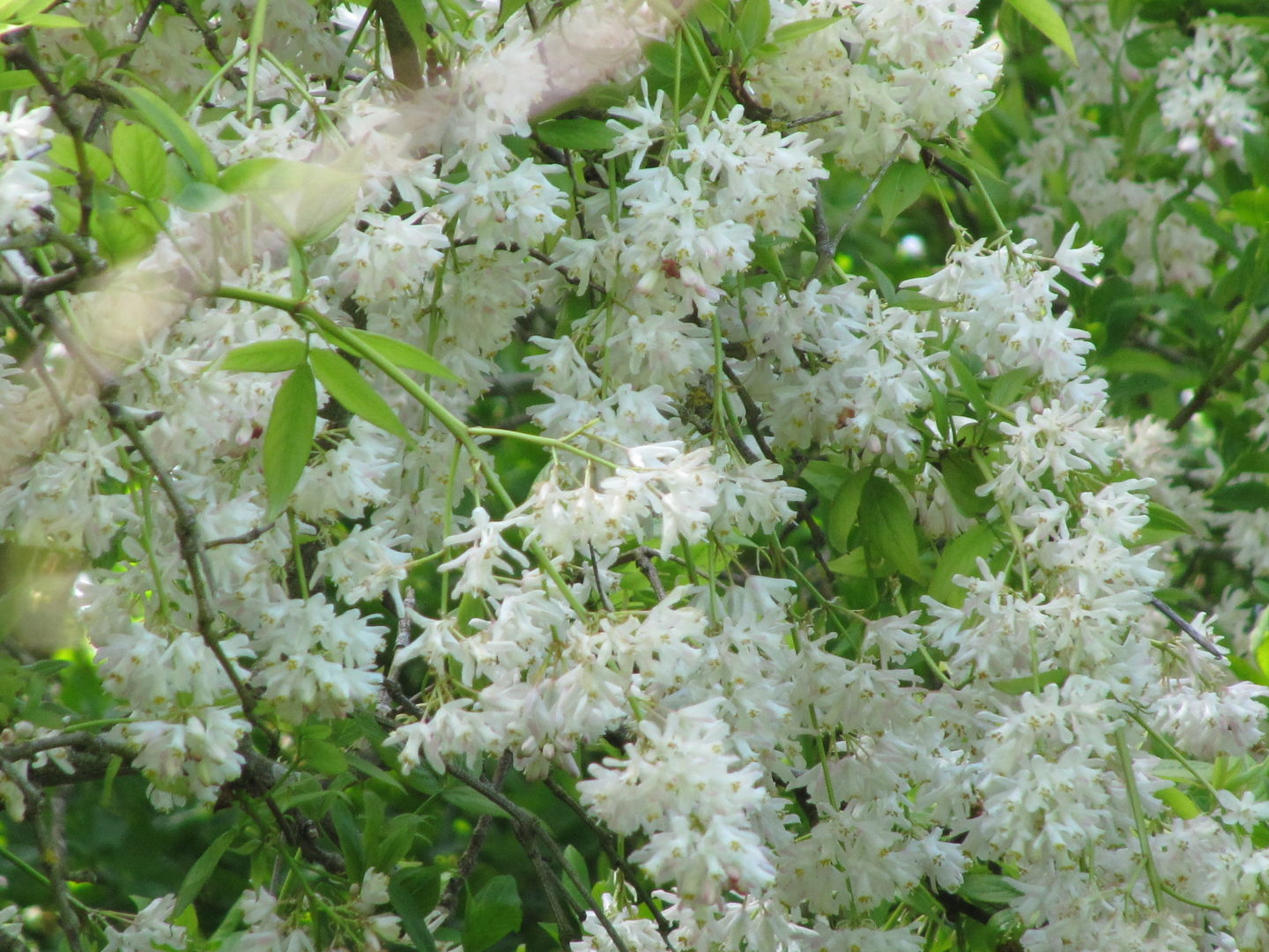 Цветет клекачка колхидская (Staphylea colchica)