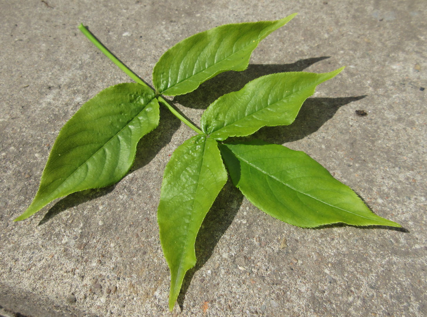 Лист клекачки, стафилеи (Staphylea)
