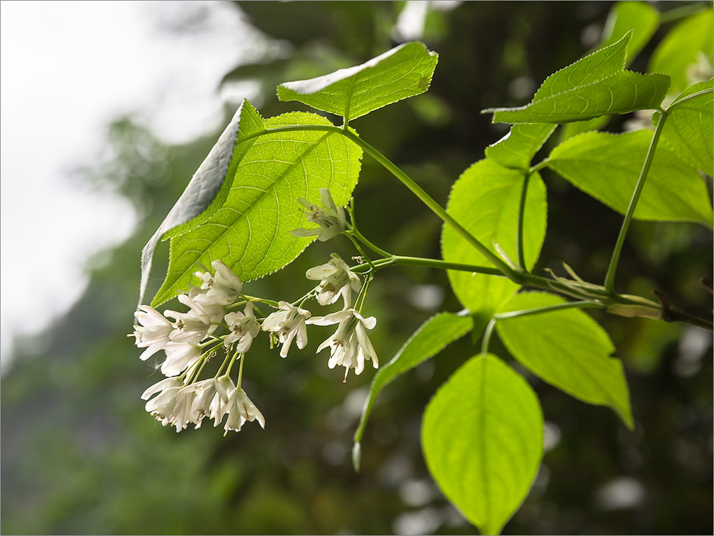 Цветки клекачки, или стафилеи (Staphylea)