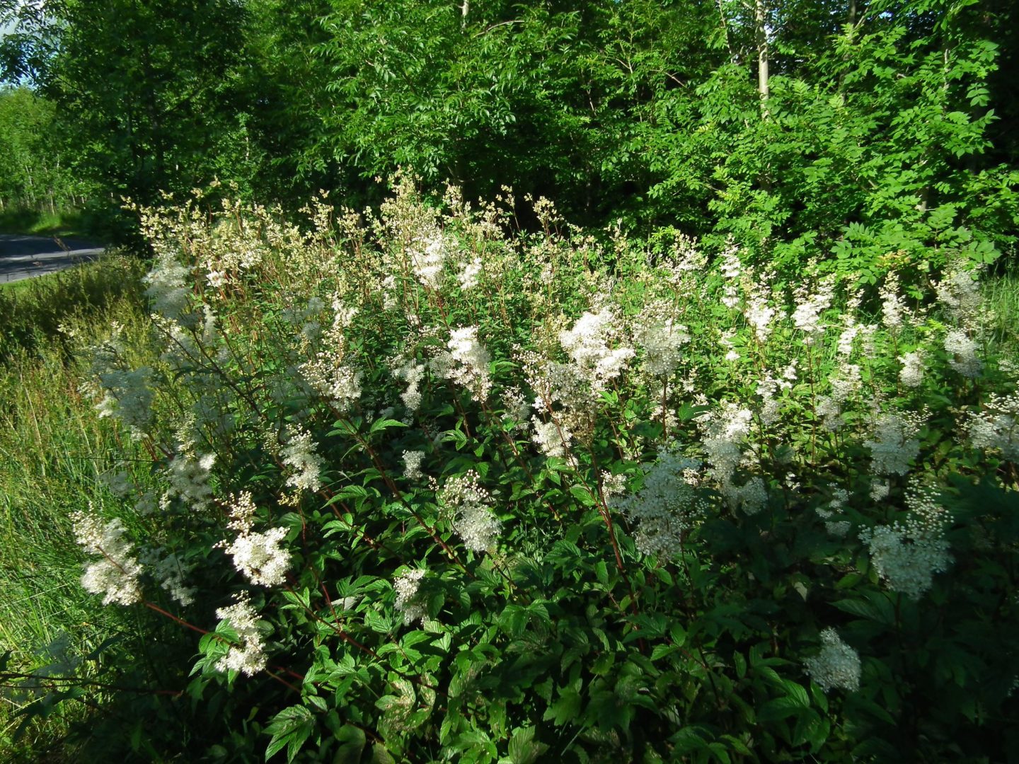 Растение с белыми цветочками - лабазник обыкновенный