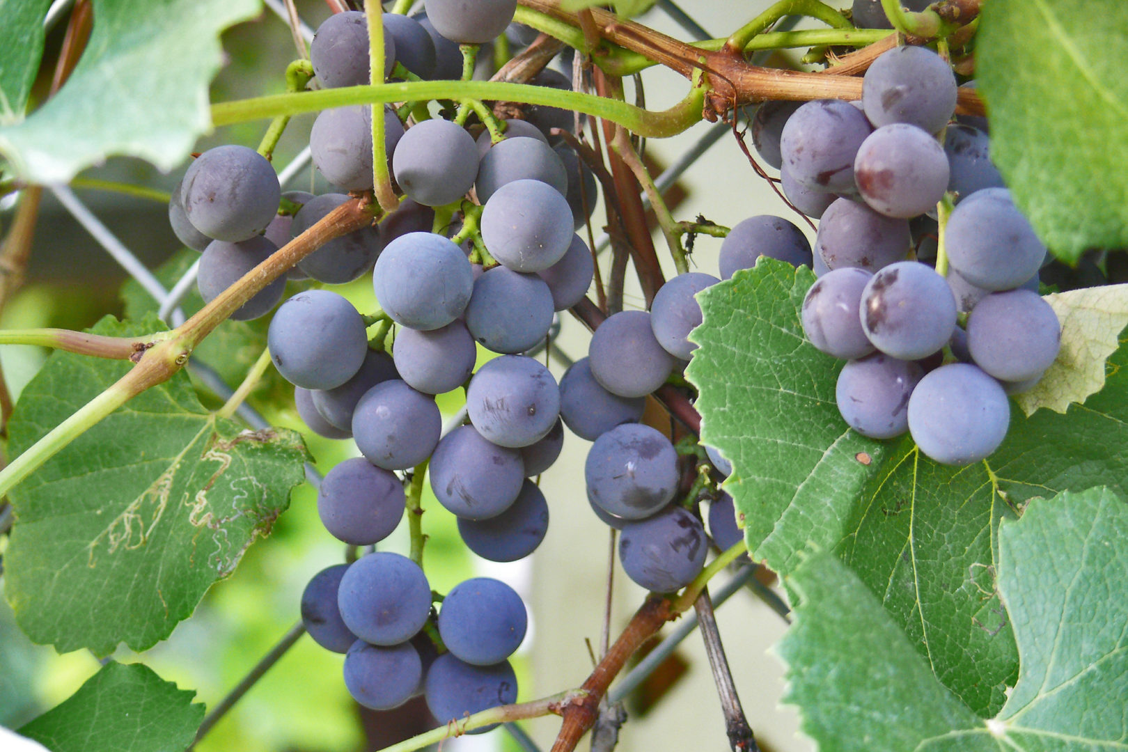 Синий виноград, рыхлая гроздь