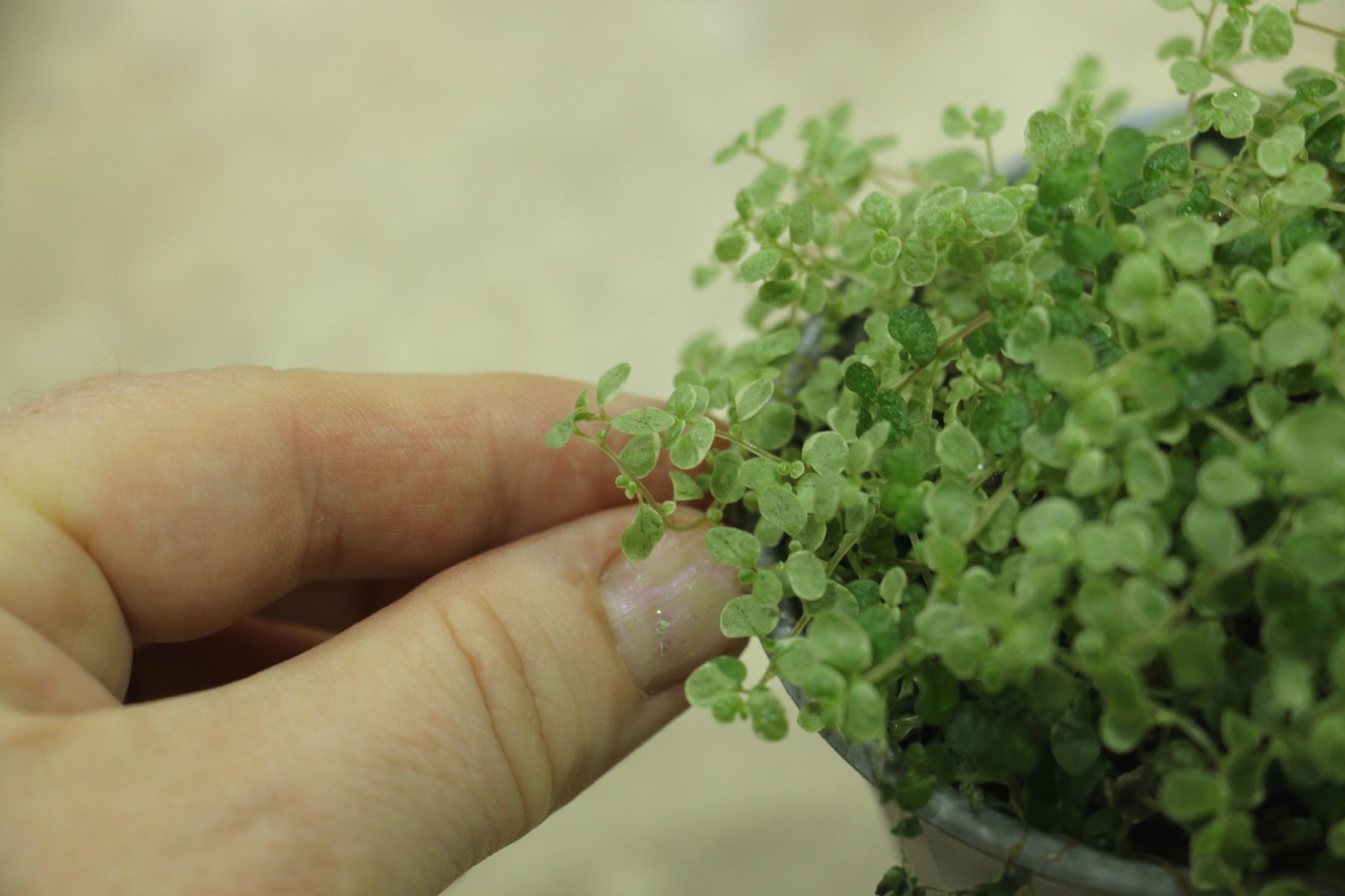 Солейролия - комнатное растение с крошечными листочками