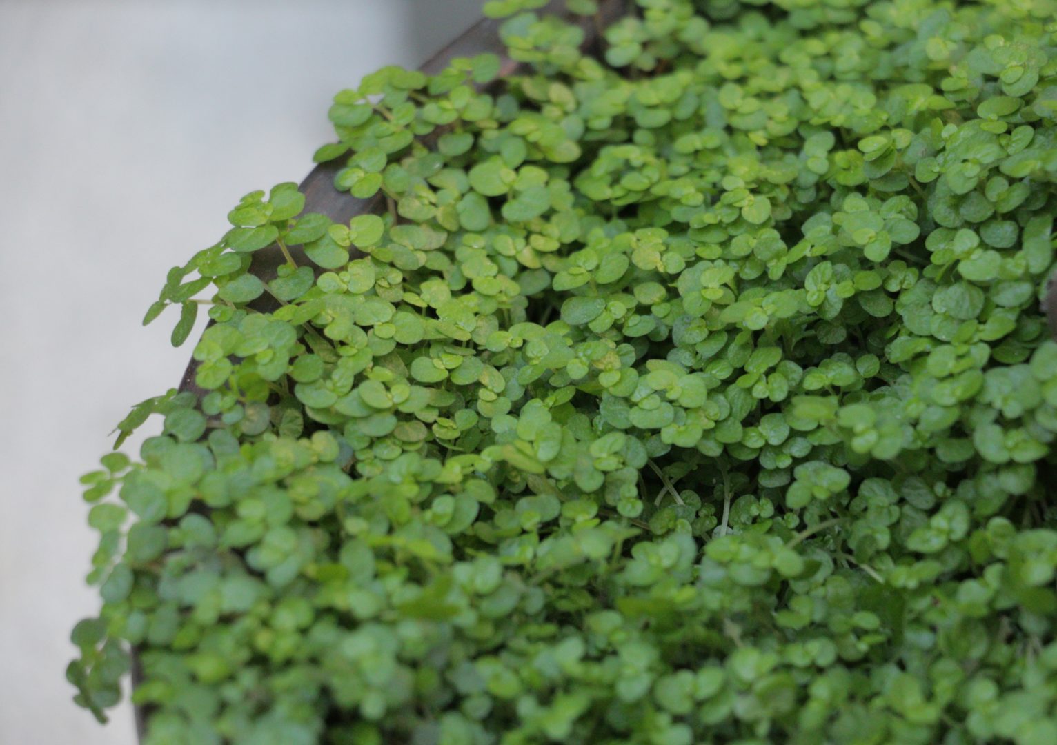 Солейролия - комнатное растение с крошечными листочками