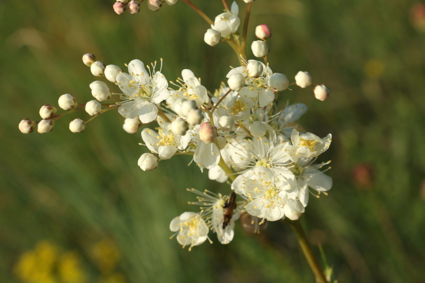 Растение с белыми цветочками - лабазник обыкновенный