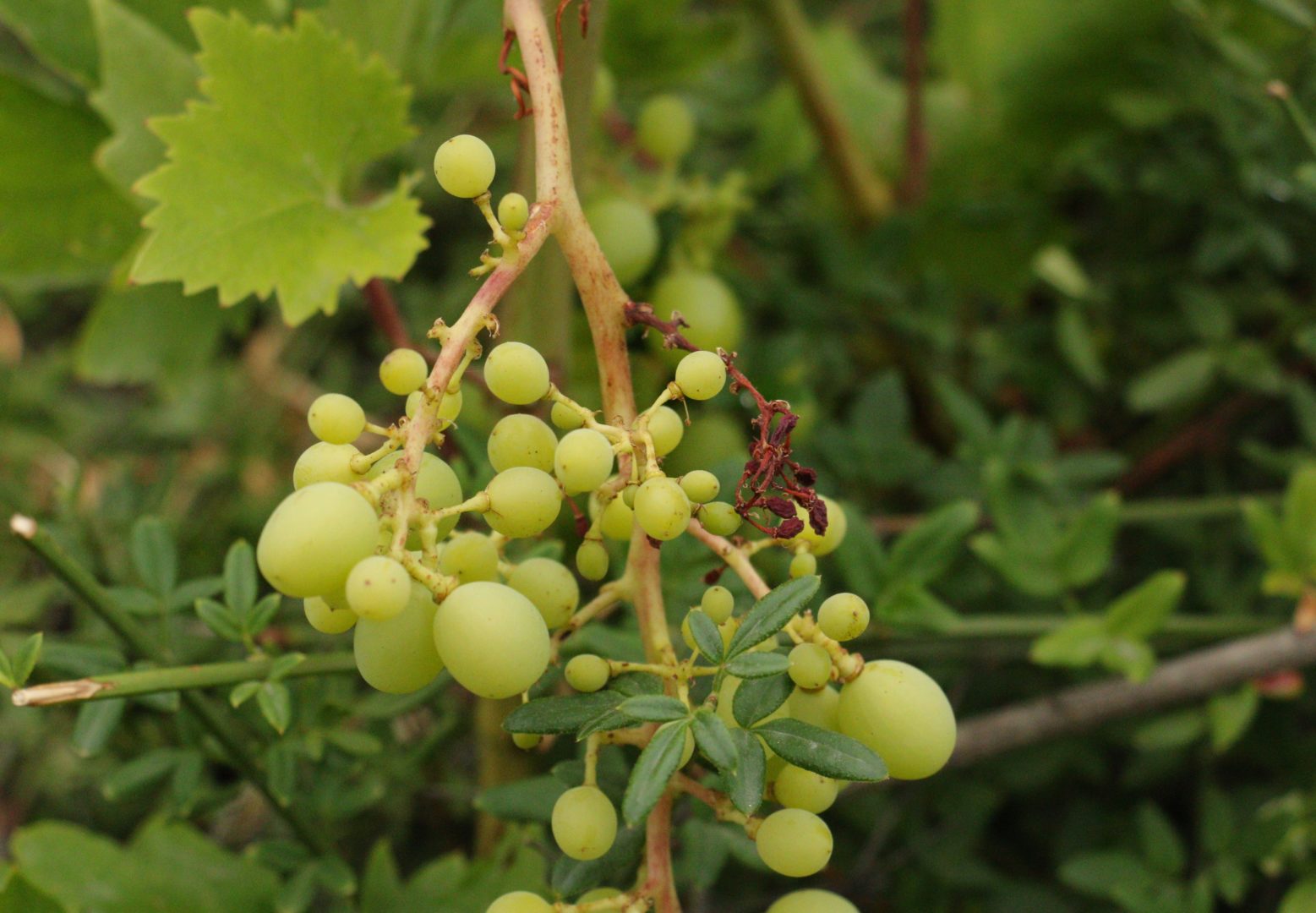 У винограда засохла часть грозди - это заболевание усыхание гребня грозди винограда