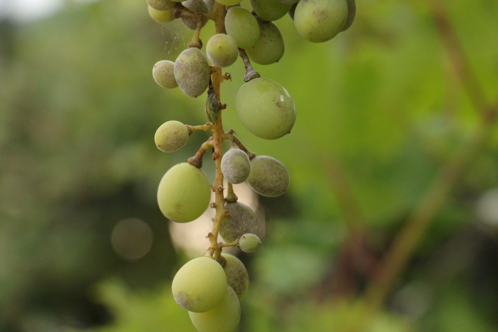 Белый, серый налет на ягодах винограда - настоящая мучнистая роса, или оидиум
