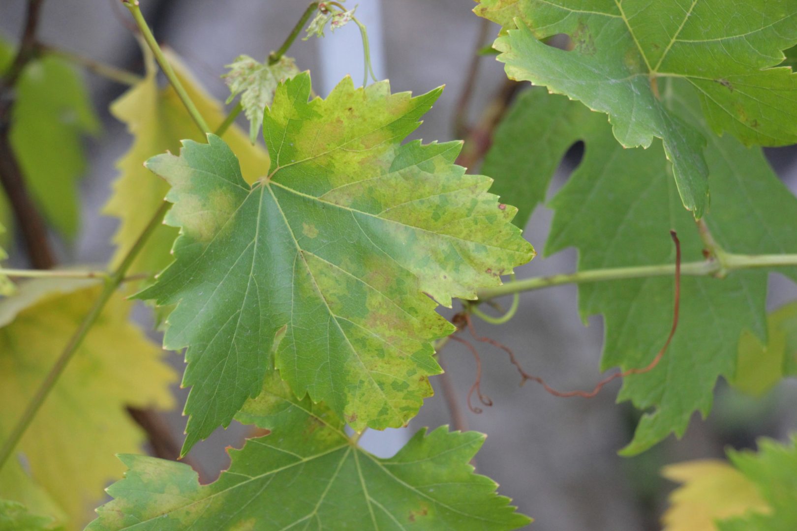 Светлые, маслянистые, прозрачные пятна на листьях винограда - милдью, пероноспороз или ложная мучнистая роса