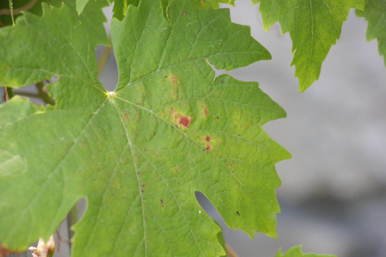 Светлые, маслянистые, прозрачные пятна на листьях винограда - милдью, пероноспороз или ложная мучнистая роса
