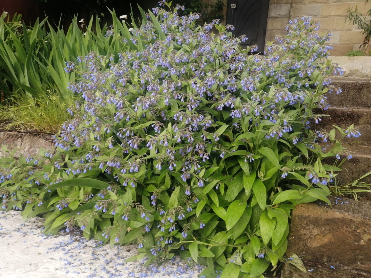 Растение с шершавыми листьями и синими цветами - окопник синий