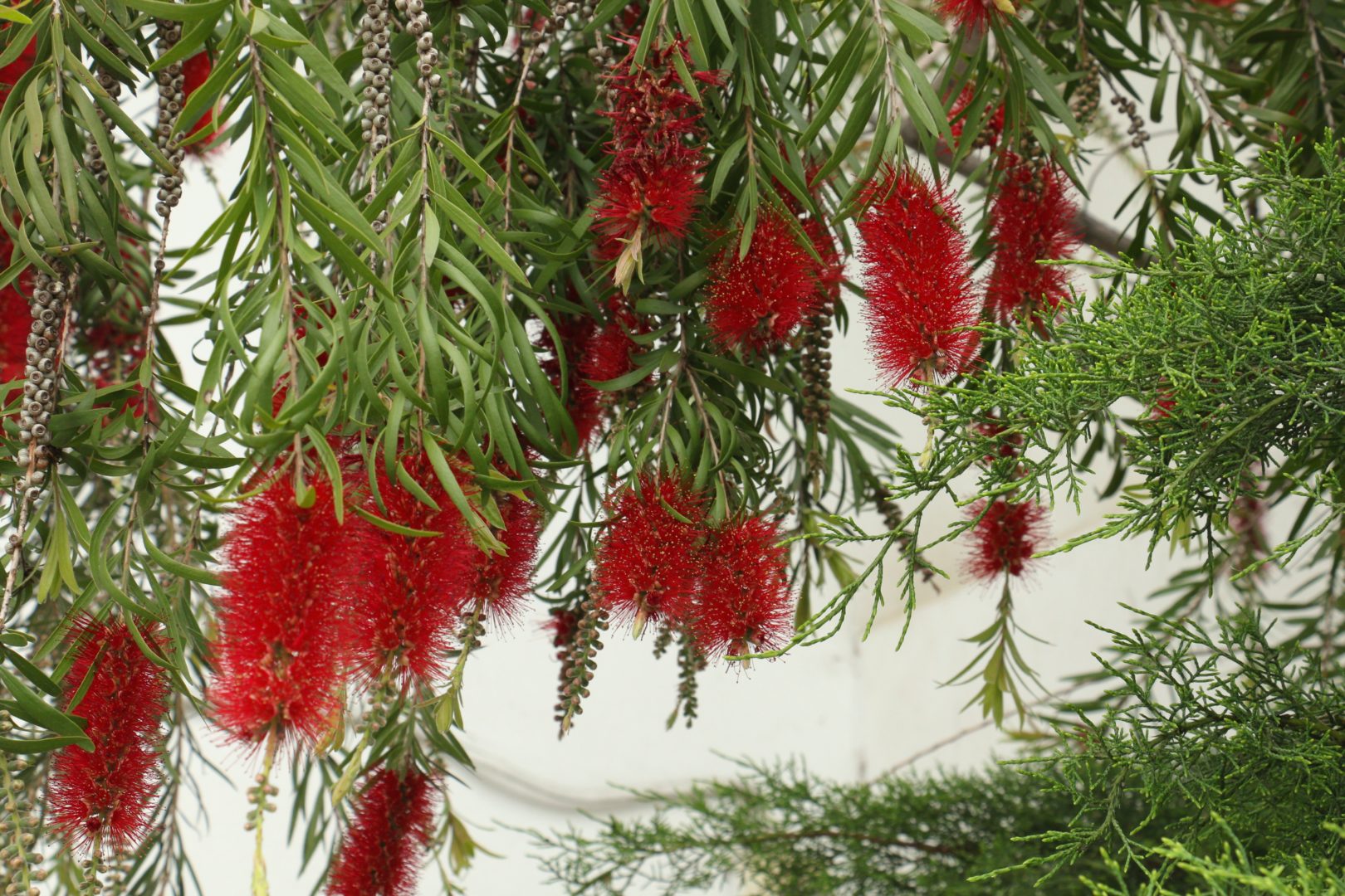 Растение с красными цветами-метелками - каллистемон