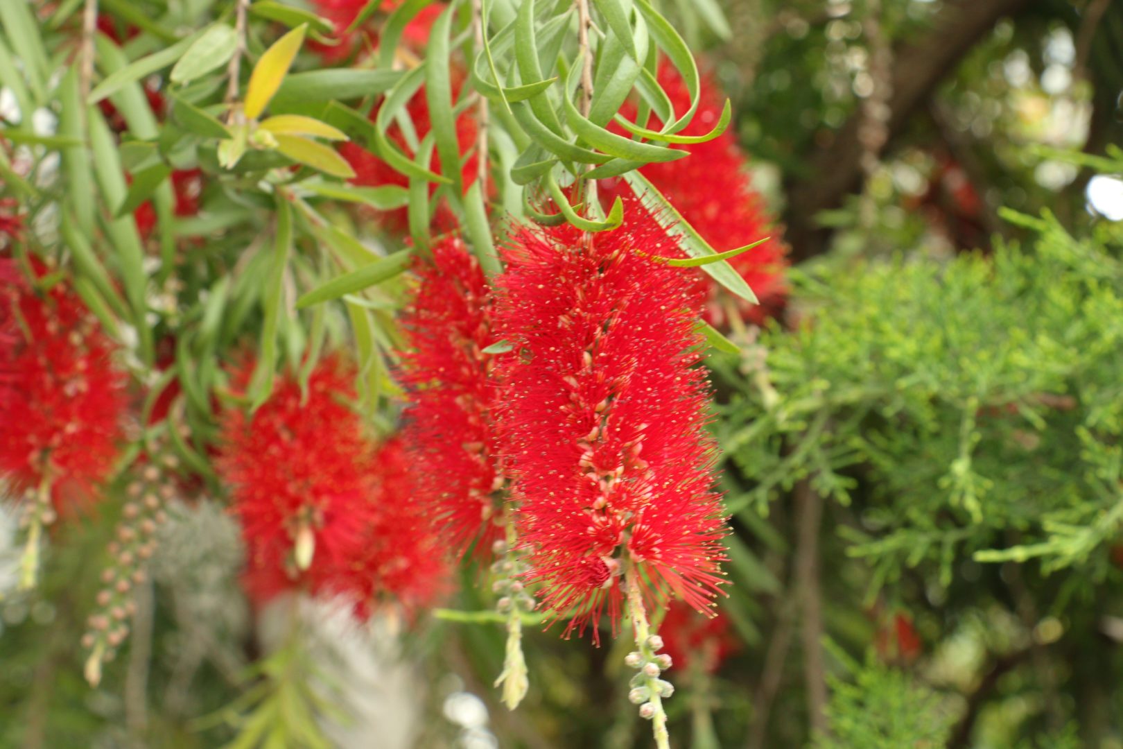 Дерево с красными цветами-метелками - каллистемон