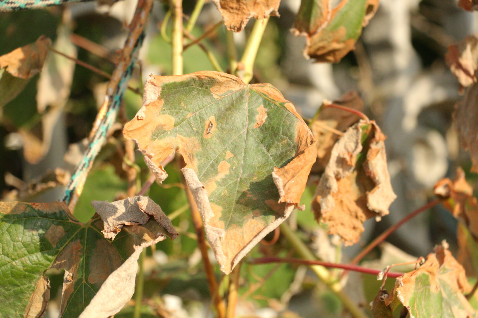 Сохнут листьев винограда - калийное голодание, краевой ожог