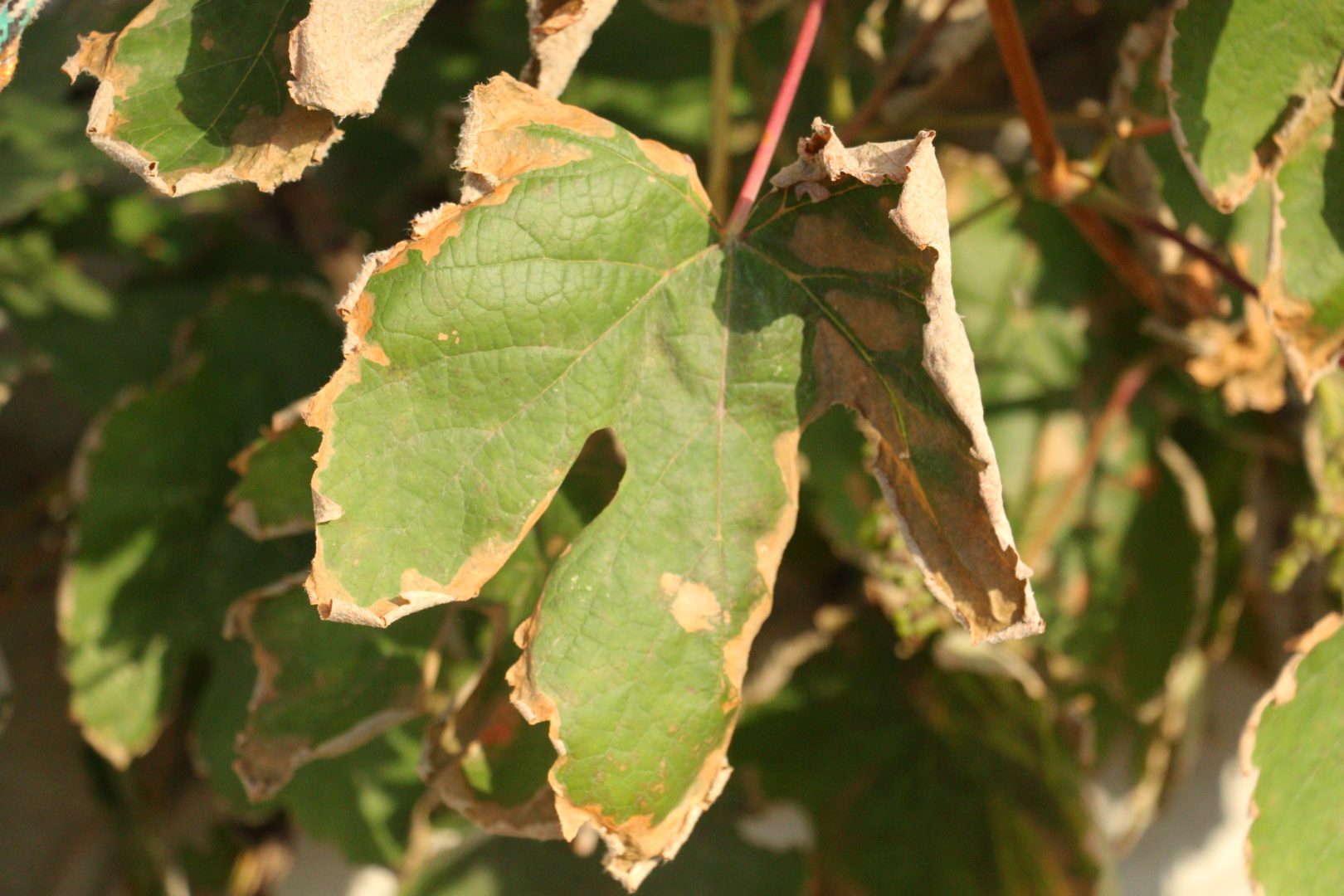 Сохнут края листьев винограда - дефицит калия, краевой ожог