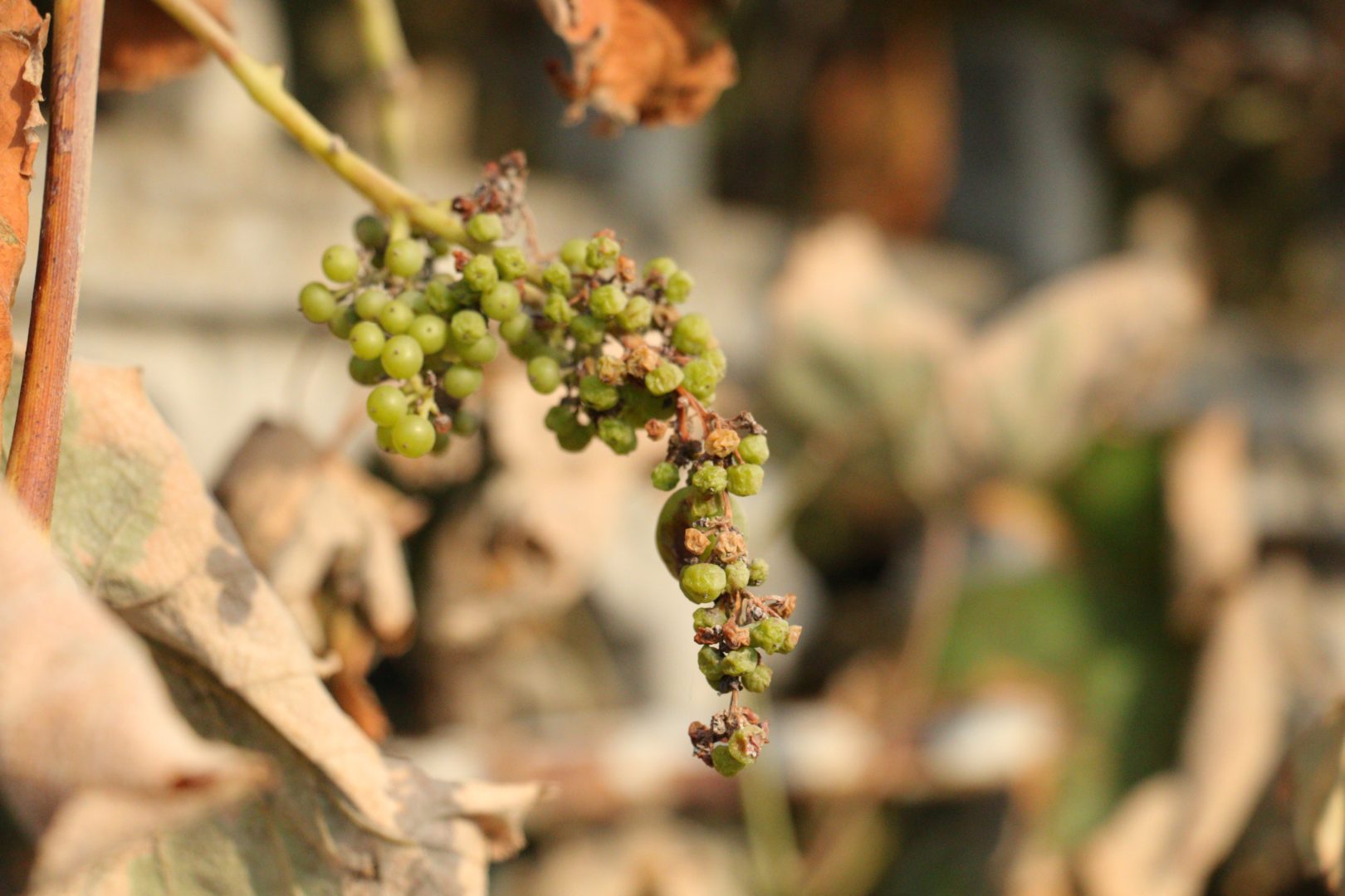 Сохнут, не развиваются гроздья  винограда - дефицит калия, краевой ожог