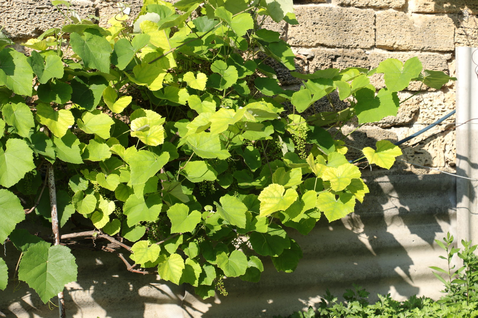 На винограде стали светлые листья - хлороз
