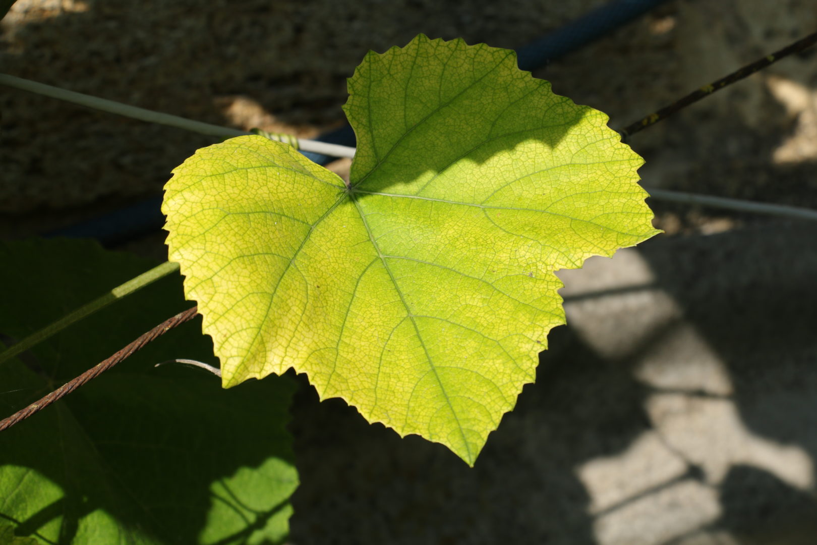 У винограда стали светлые листья - хлороз