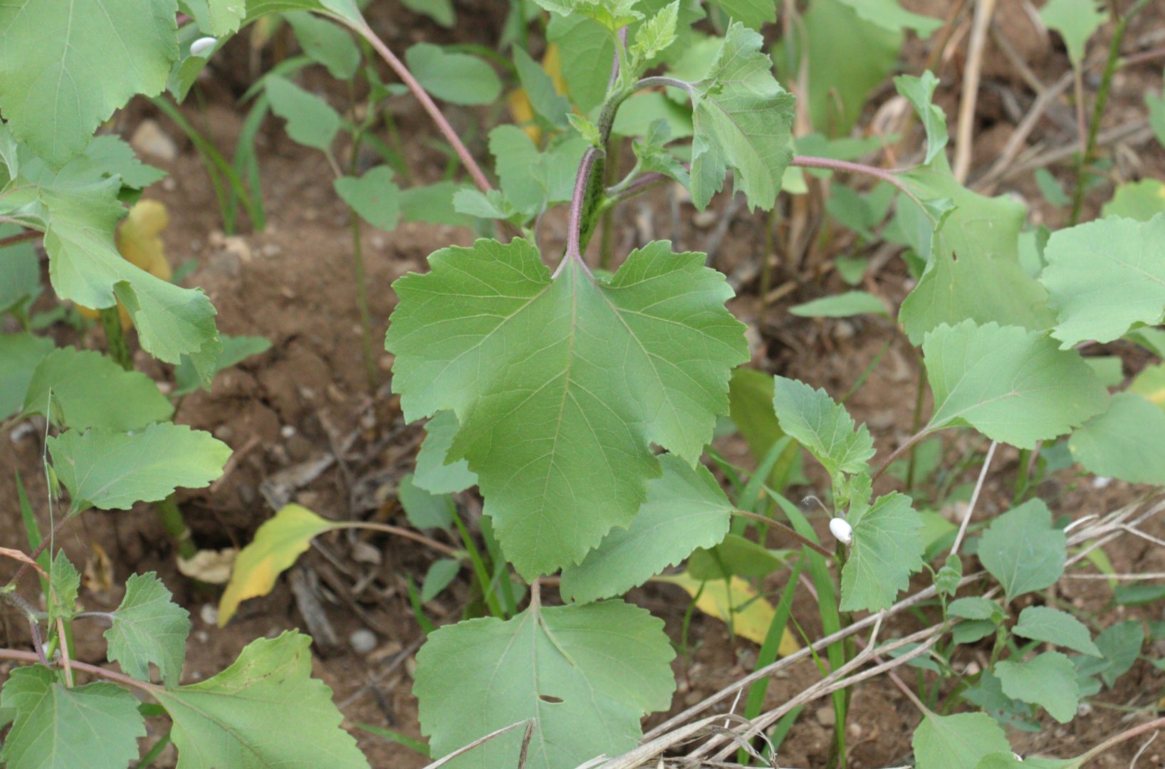 Сорняк с круглыми шершавыми листьями и  колючими плодами - Дурнишник обыкновенный