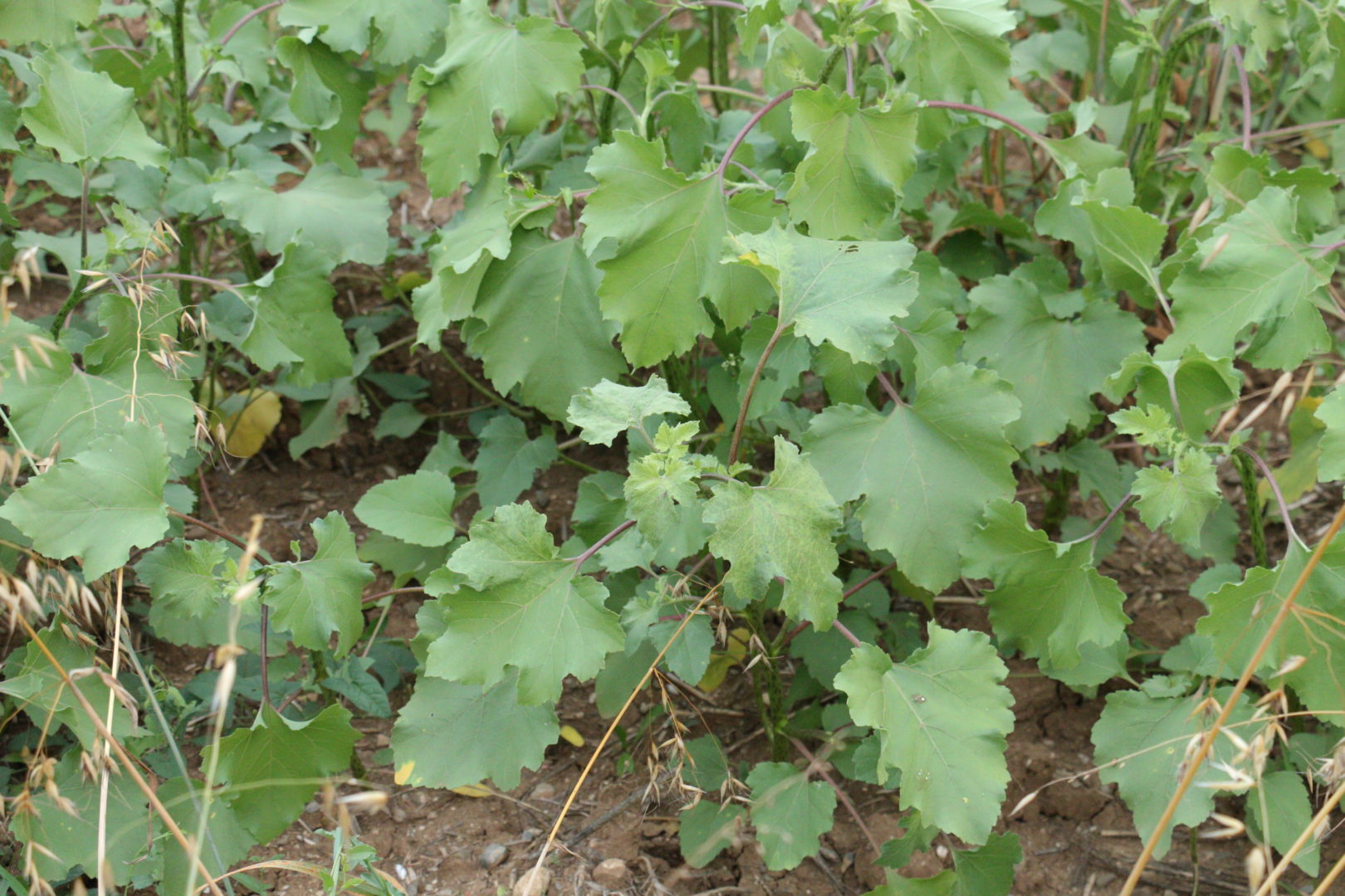 Сорняк с круглыми шершавыми листьями, фиолетовыми черешками и  колючими плодами - Дурнишник обыкновенный
