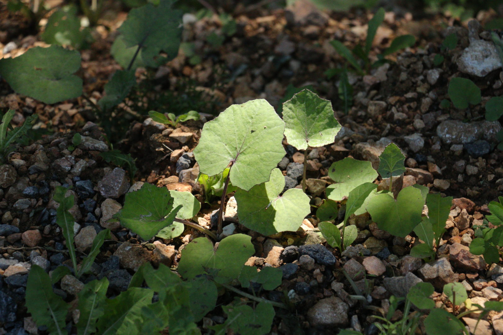Мать-и-мачеха обыкновенная - растение с круглыми листьями
