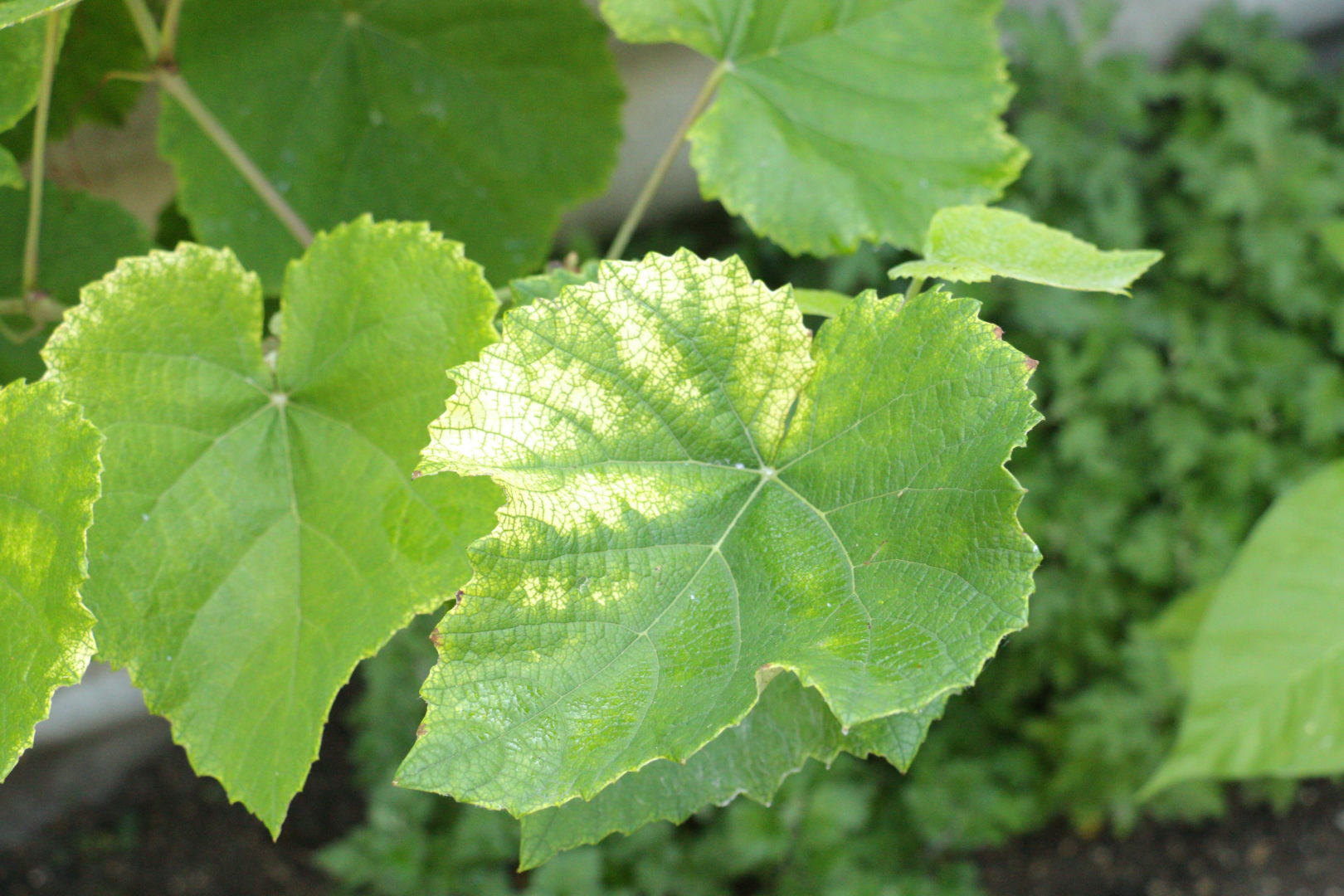 Листья винограда высветляются между жилками - дефицит магния, или нехватка магния