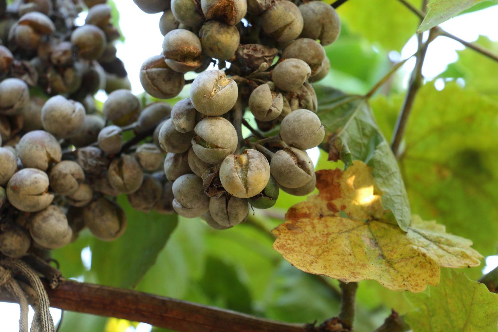 Растрескивание ягод винограда вследствие поражения мучнистой росой (оидиумом)