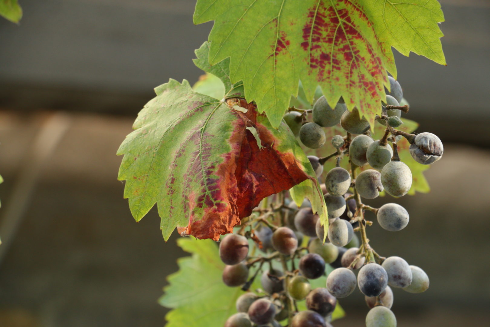 Коричневые и коричневые пятна на листьях винограда - краснуха винограда