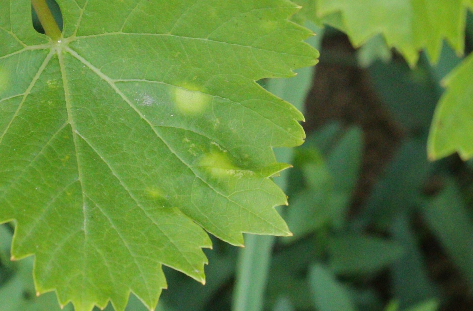 Светлые пятна на молодых листьях винограда - локальный хлороз винограда