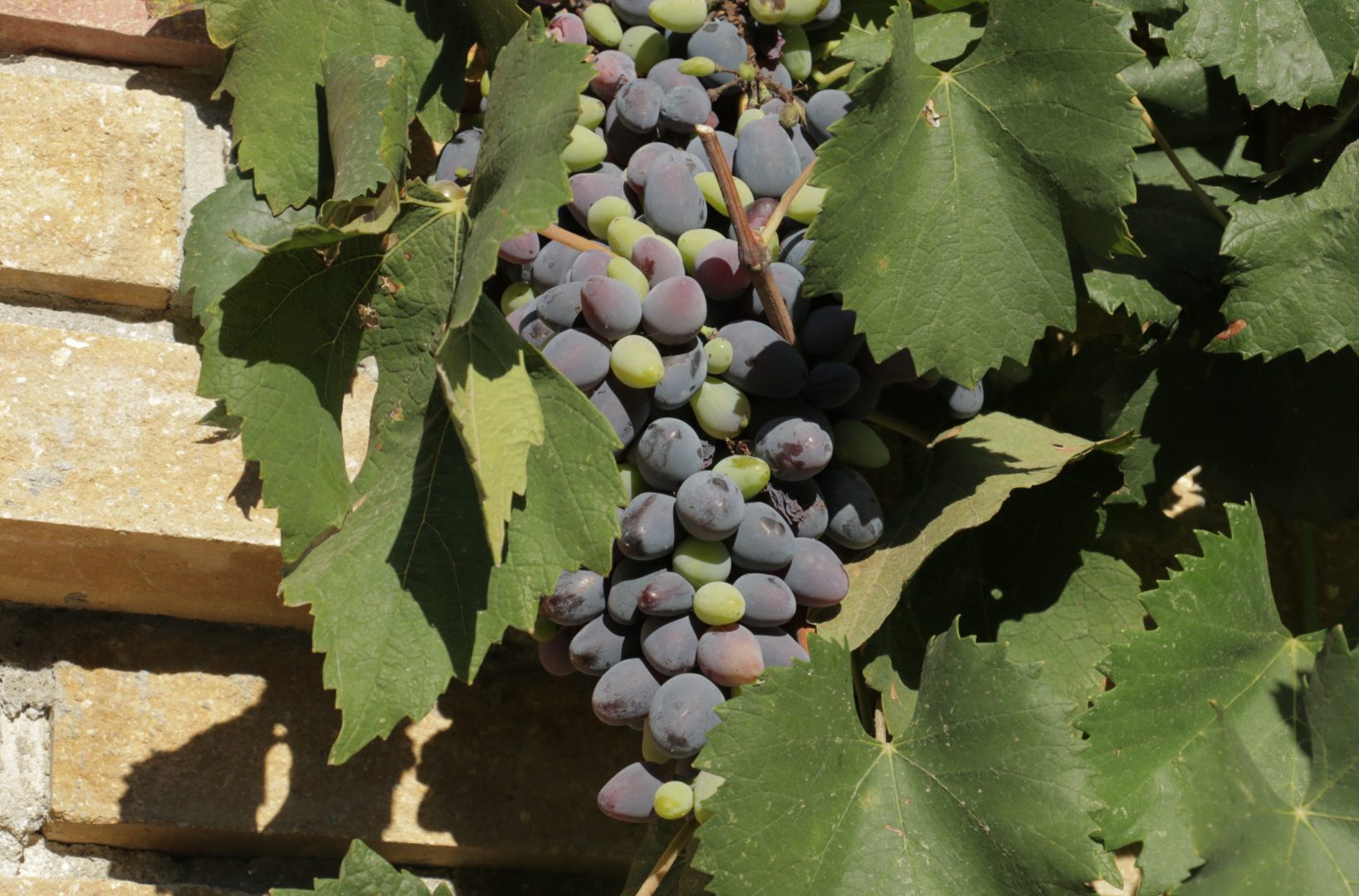 Часть ягод у винограда не поспела - неравномерное вызревания кисти винограда