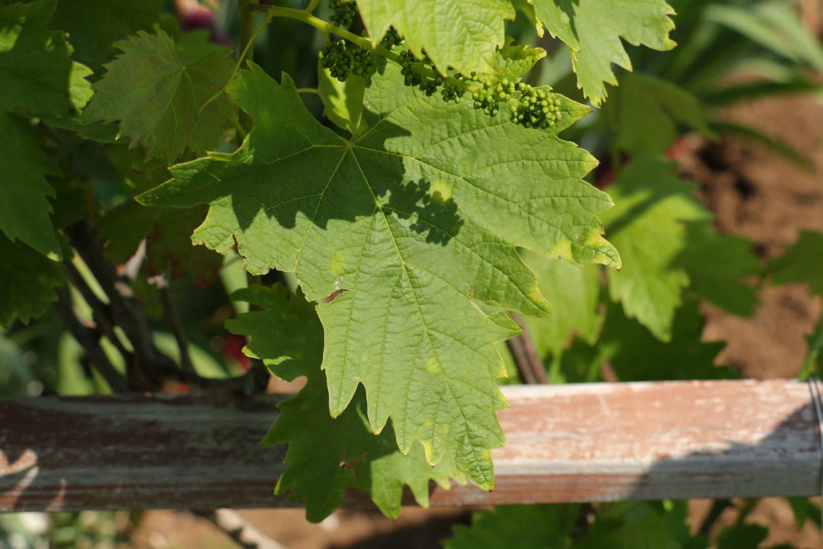 Светлые пятна на листьях винограда - Начальная стадия краснухи