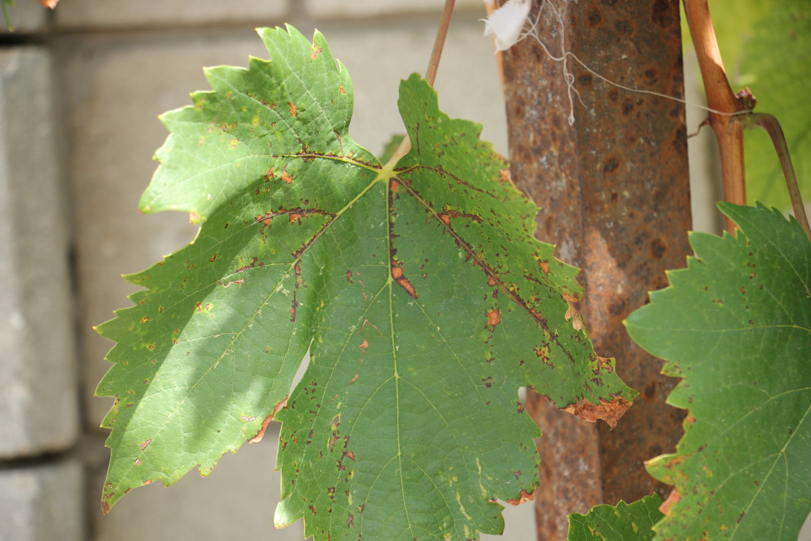 Отмирание жилок на виноградных листьях - черная, пятнистость, фомопсис, эскориоз, отмирание побегов, сухорукавность