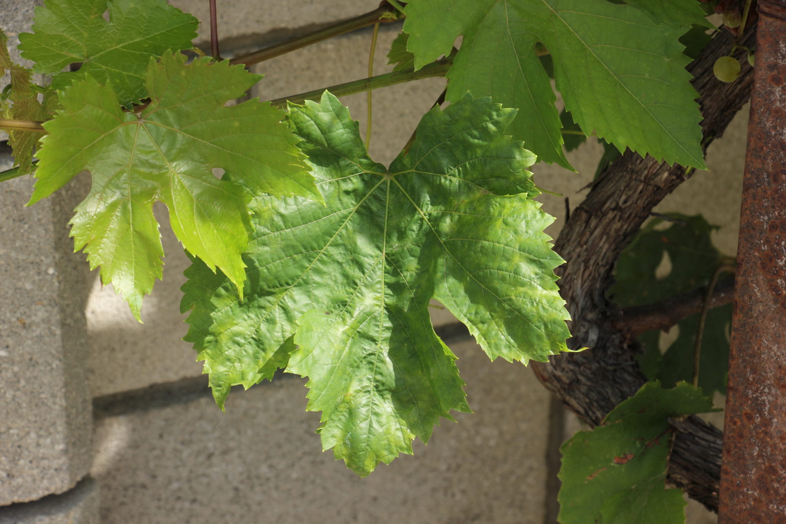 У винограда деформируются листья - черная пятнистость, эскориоз, эскориоз, фомопсис