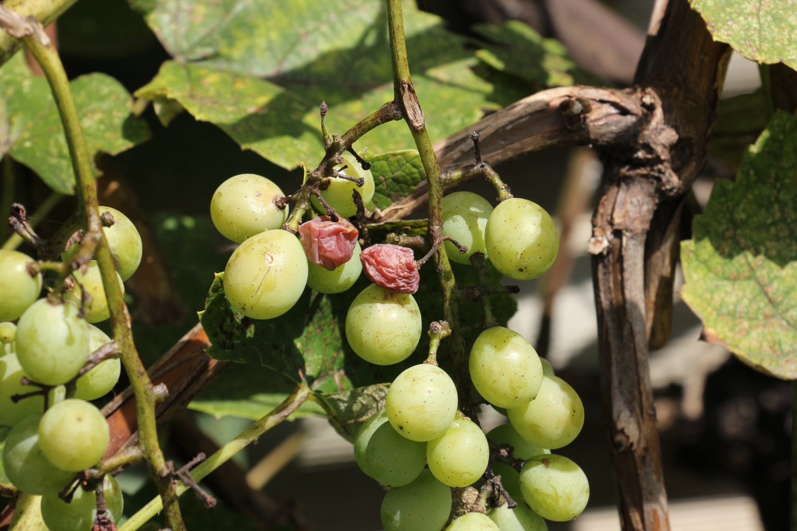 На винограде засыхают и опадают ягоды - фомопсис винограда