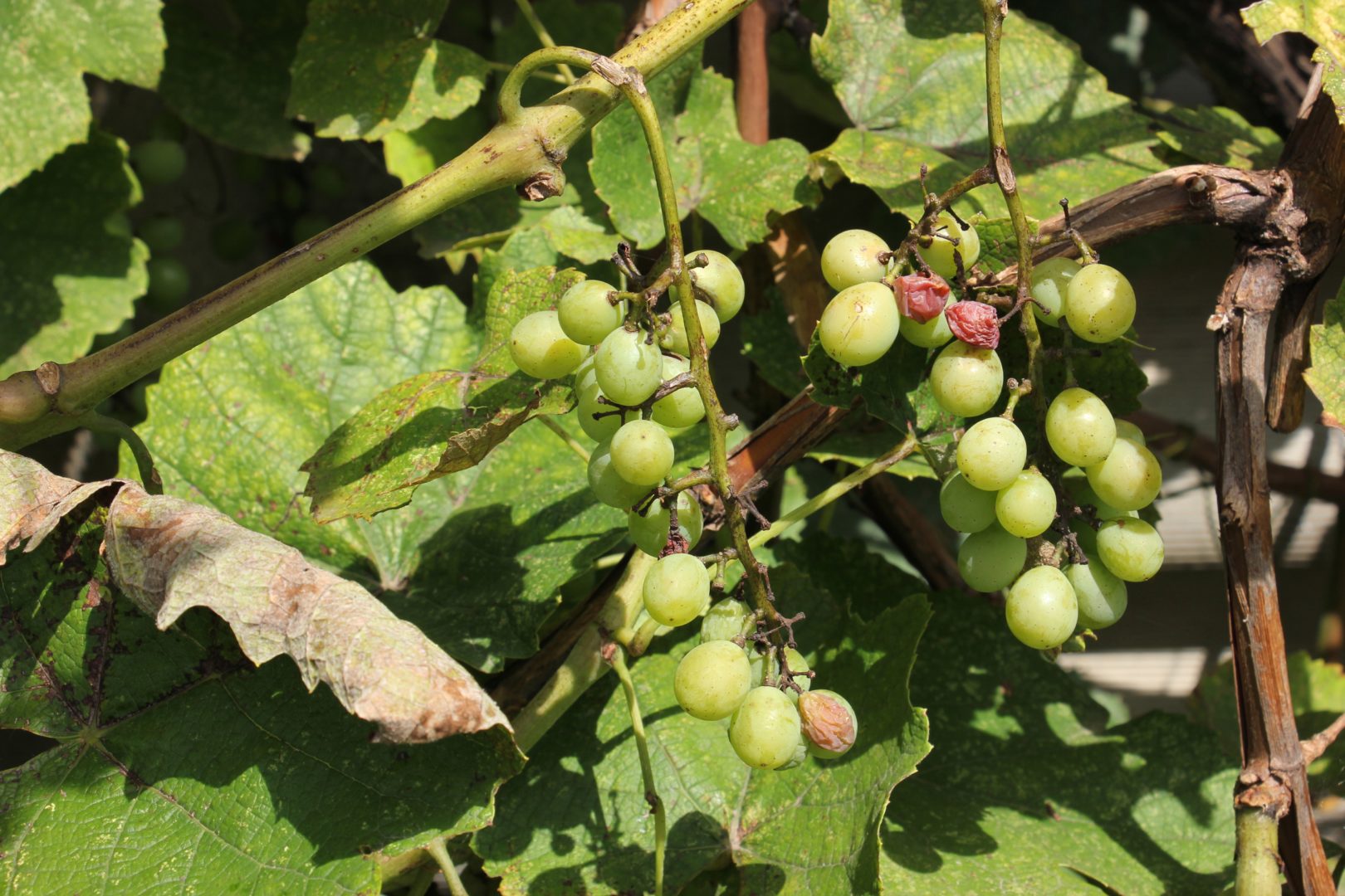 У винограде засыхают и осыпаются ягоды - фомопсис винограда