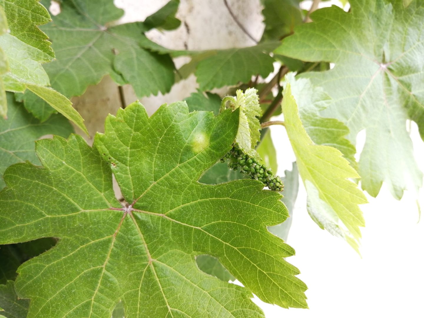 Светлые пятна на молодых листьях винограда - локальный хлороз винограда