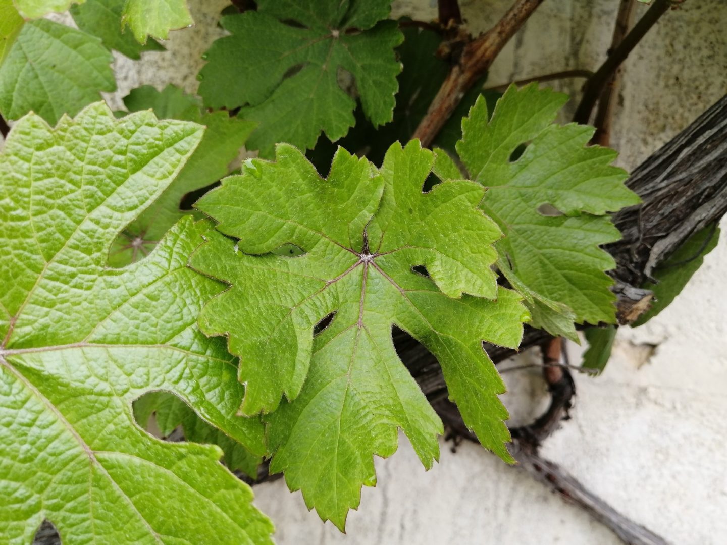 У листьев винограда фиолетовые жилки - дефицит фосфора