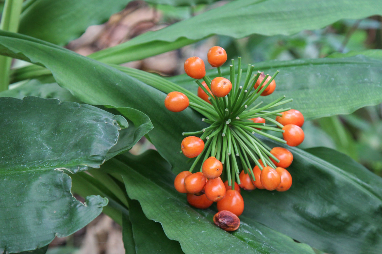 Плоды скадоксуса  (Scadoxus multiflorus)
