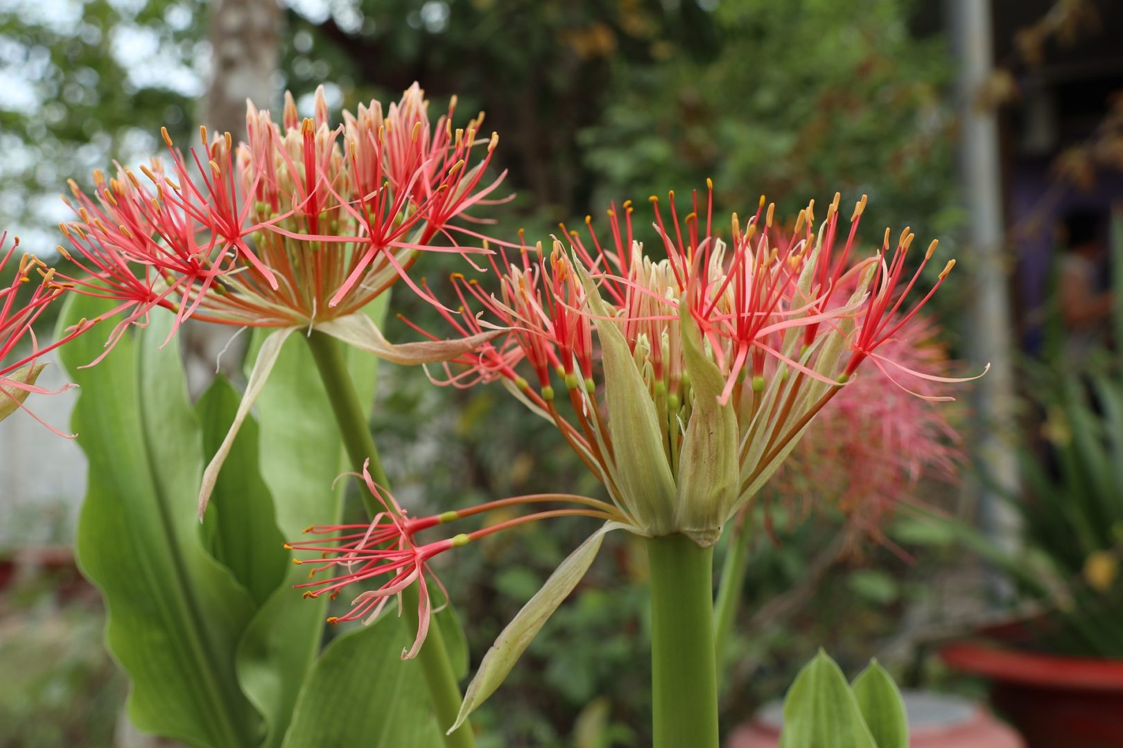 Растение с красным цветком, похоже на одуванчик, но красное - скадоксус 
