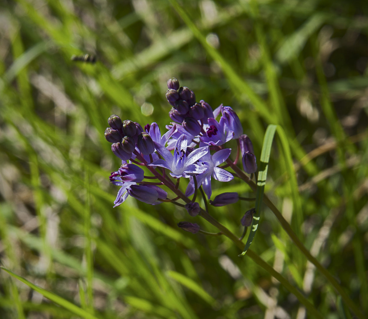 Цветет осенью синими цветками - пролеска, или сцилла, осенняя