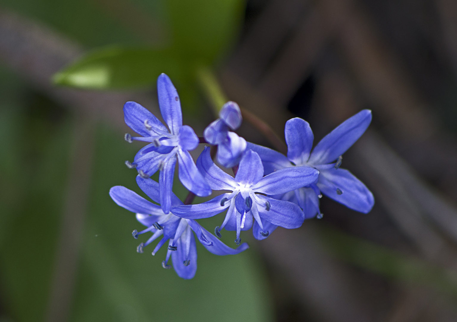 Весеннее растение с синими цветками - пролеска, или сцилла