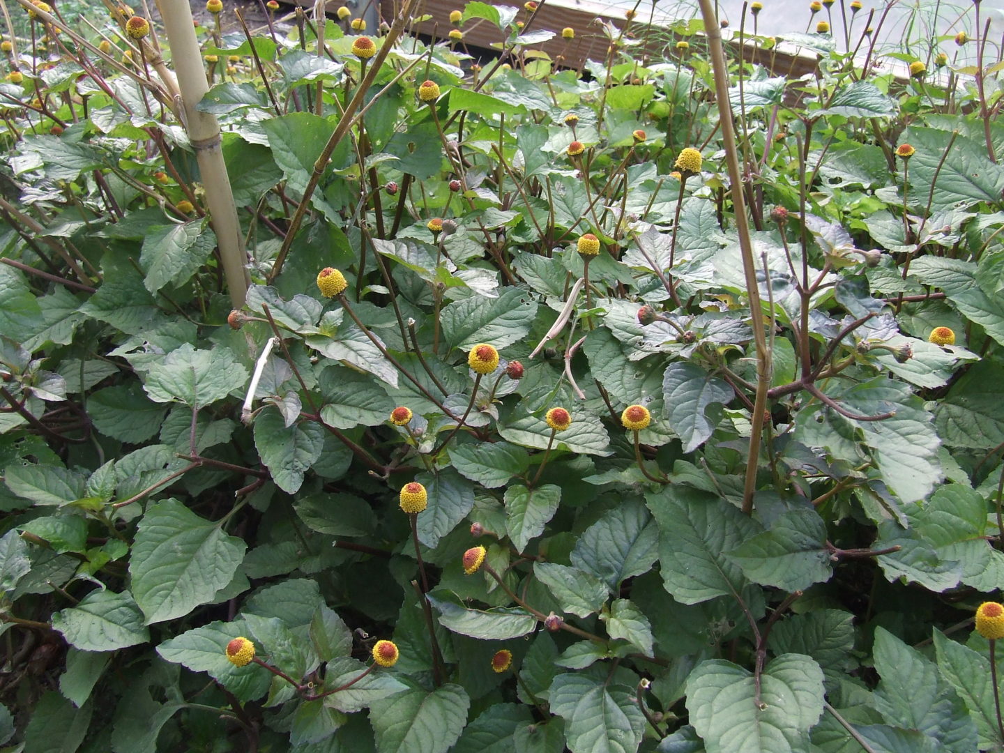 Спилантес огородный, - растение с желтыми цветами-шариками
