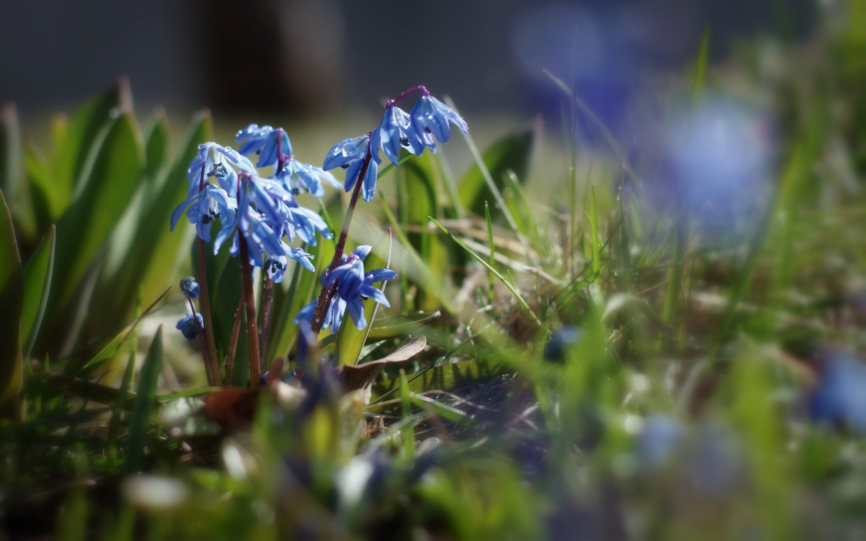 цветет весной синими колокольчиками - пролеска, или сцилла