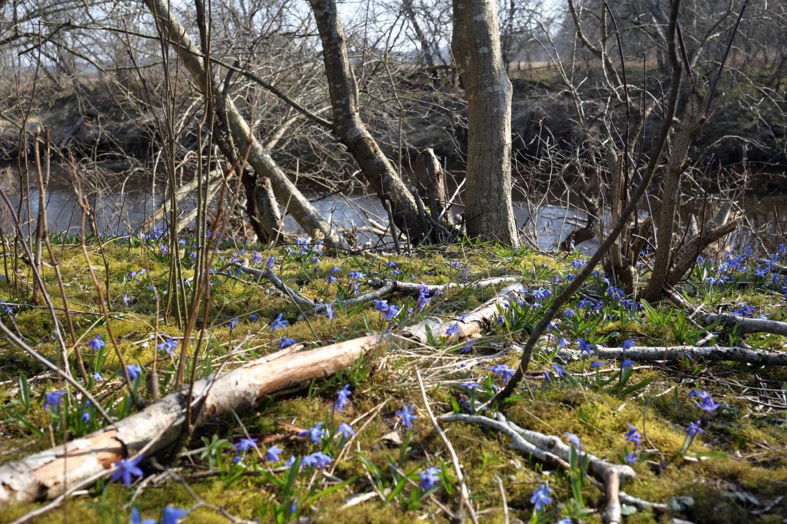 синие цветы в лесу - пролеска, или сцилла