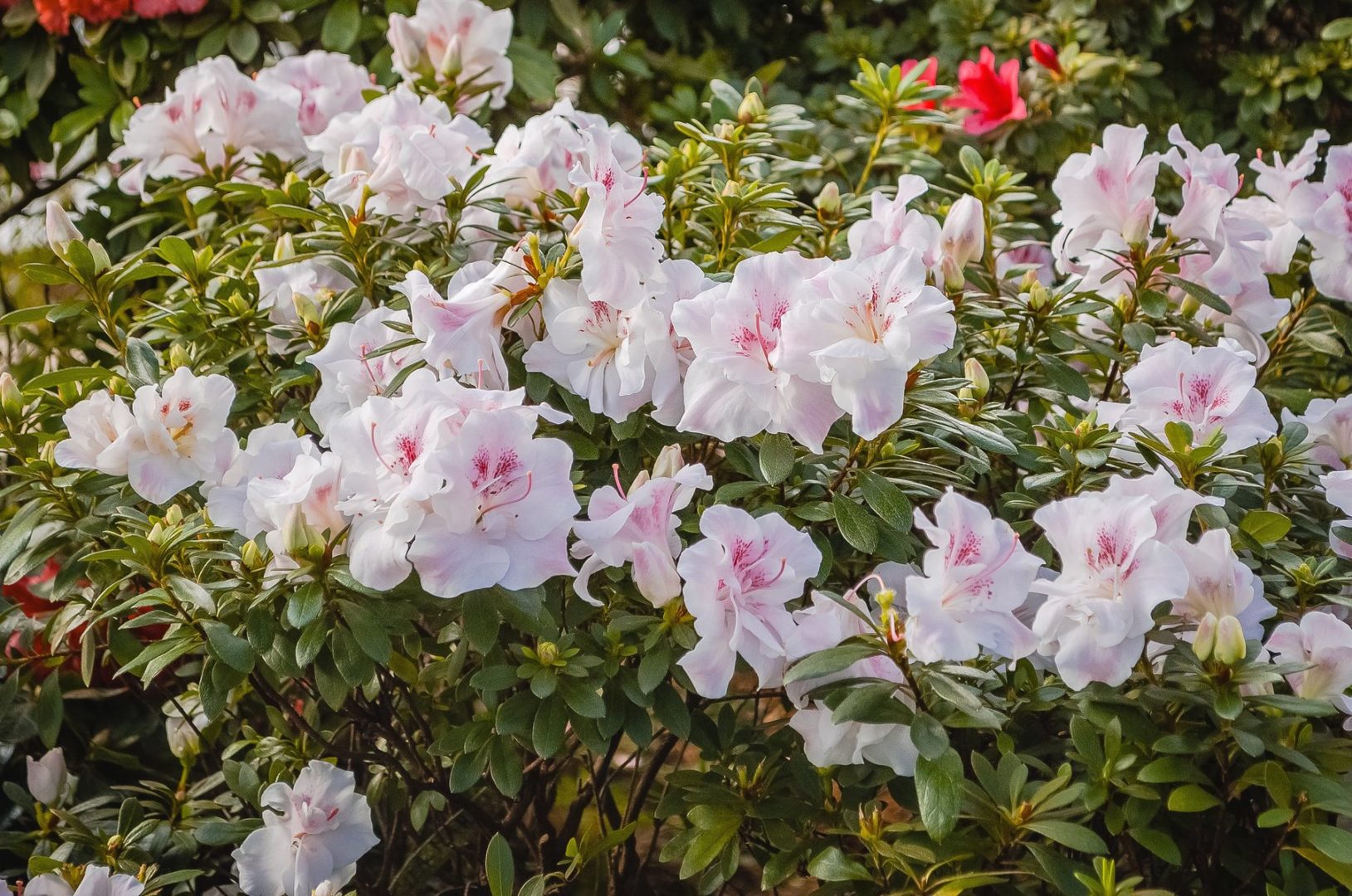 Комнатное растение с розовыми цветками - азалия