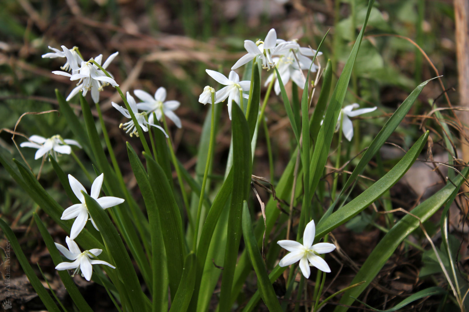 цветет белыми цветками - пролеска сибирская, или сцилла белая